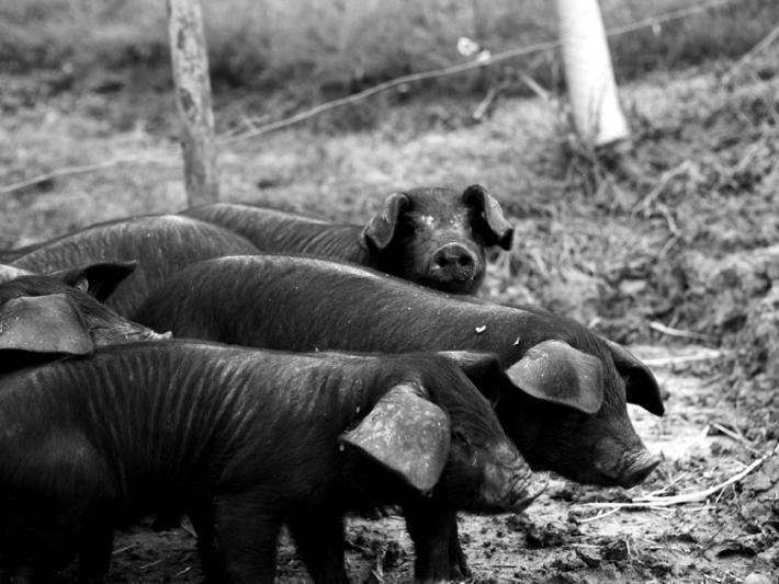 Les porcelets