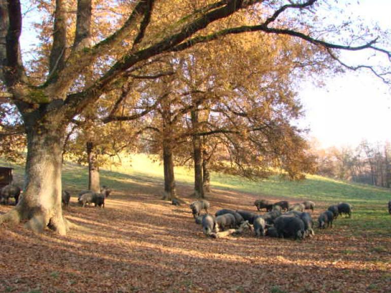 Sous les chênes a l Automne