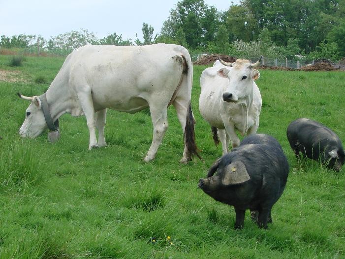 Vaches Gasconnes et Porc Noir Gascon