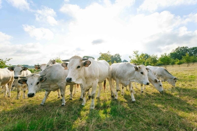 Vache Gasconne