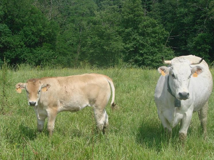 Vaches Gasconne
