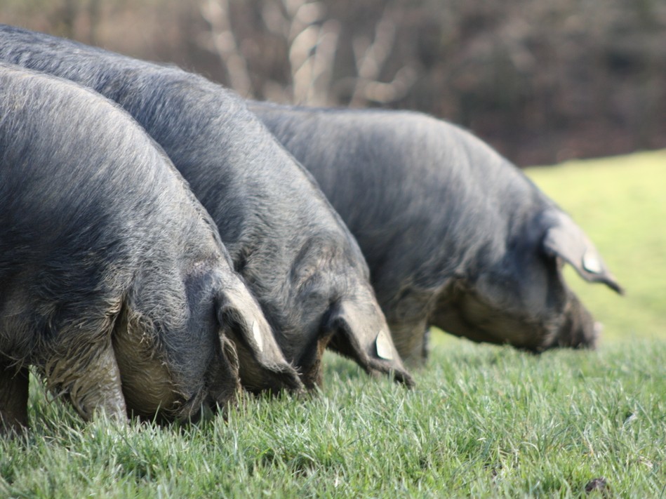 VENTE DIRECTE A LA FERME